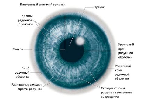 Роль глаз в загадке