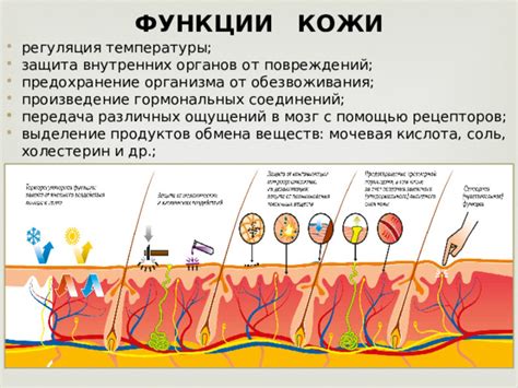 Роль гормональных изменений в колебании температуры