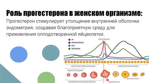 Роль гормона в формировании и привлекательности