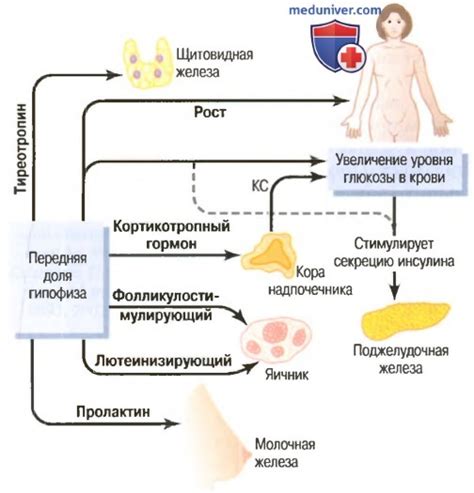 Роль гормонов в возникновении симптома