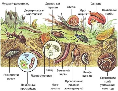 Роль гребенщиков в экосистеме