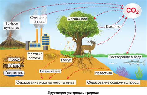 Роль деревьев в цикле углерода