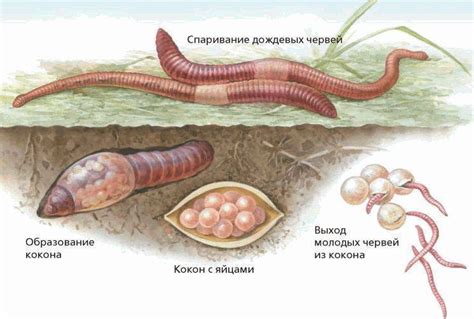 Роль дождевых червей в сельском хозяйстве