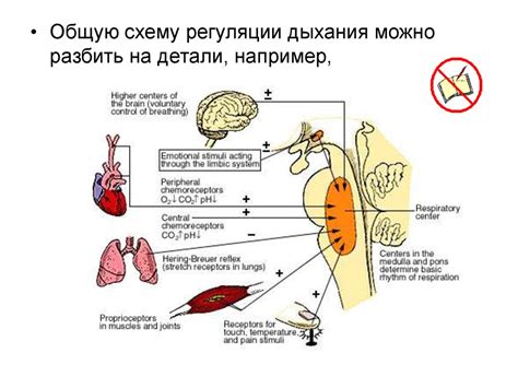 Роль дыхания в регуляции давления