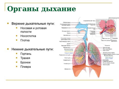 Роль дыхания в управлении эмоциями
