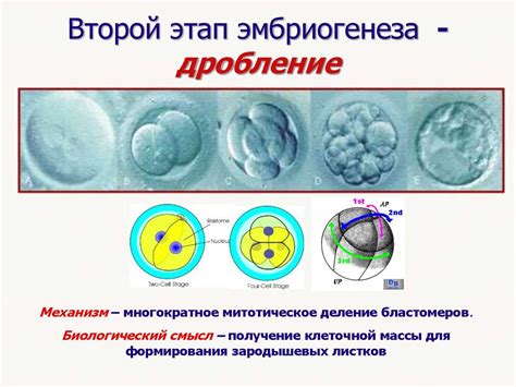Роль желтого тела в процессе зачатия и образование эмбриона