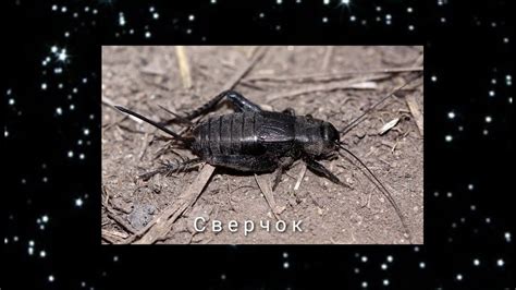 Роль и значение плача для цикад