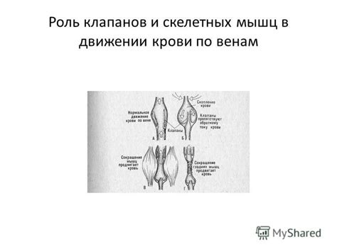 Роль клапанов и мышц в обратном токе крови