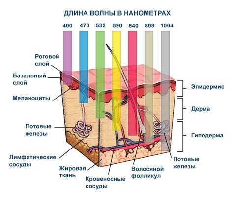 Роль коллагена в омоложении кожи