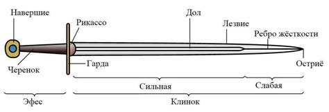 Роль мечей в размножении