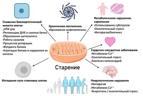Роль митохондрий в оксидативном фосфорилировании