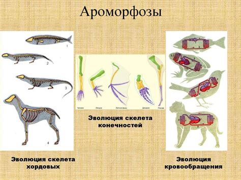 Роль наследования в эволюции живых организмов