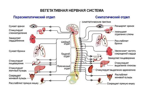 Роль нервной системы в причинах болей при чихании