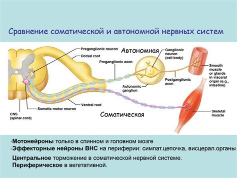 Роль нервной системы в щекотке