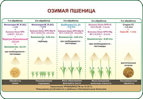 Роль окружающей среды в успешном развитии озимой пшеницы