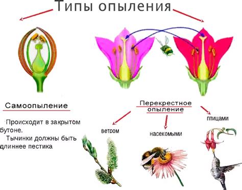 Роль опыления в эволюции цветковых растений