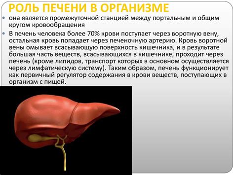 Роль печени в обработке билирубина