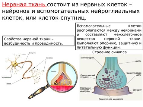 Роль питания в устойчивой нервной системе