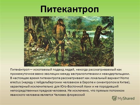 Роль питекантропа в эволюции