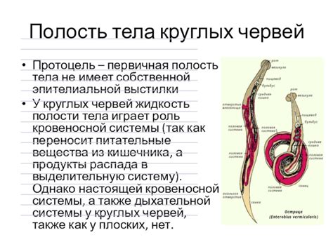 Роль полости тела у круглых червей