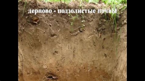 Роль почвы в процессе плодоношения
