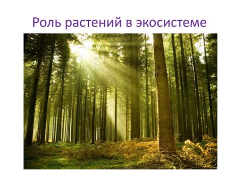 Роль растений без кислорода в экосистеме