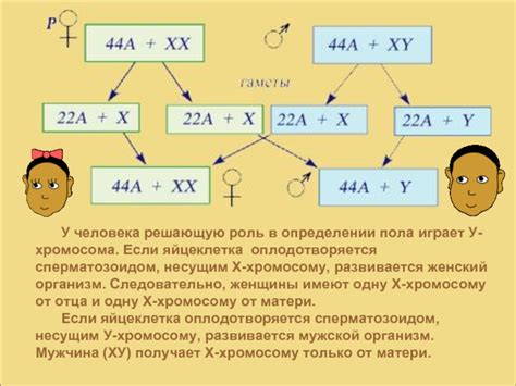 Роль рода в определении пола ребенка