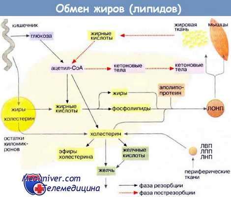 Роль свеклы в желудочно-кишечном тракте
