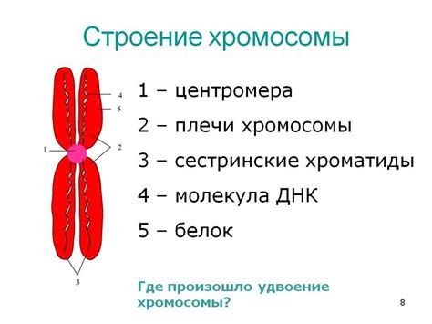 Роль сестринских хроматид в эволюции