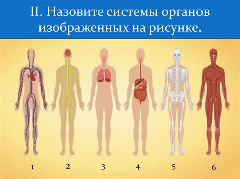 Роль системы органов в процессе приема пищи и ее влияние на организм