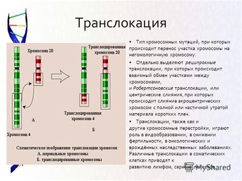 Роль спирализации хромосом в генетике