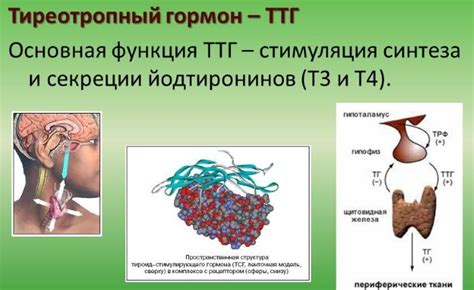 Роль стресса в изменении уровня ТТГ