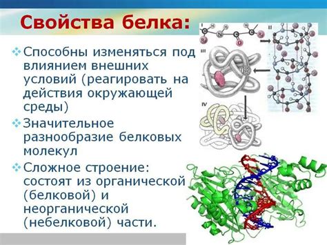 Роль территории в размножении белок
