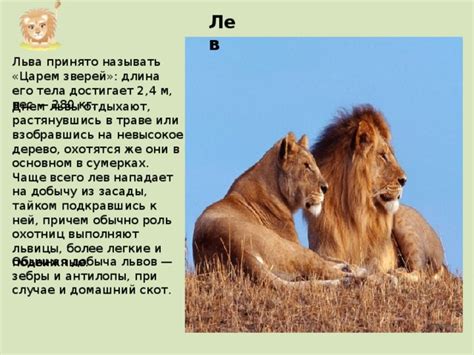 Роль феромонов при размножении львов