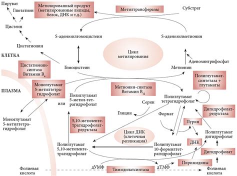 Роль фолиевой кислоты в зачатии