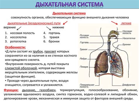 Роль хрящевого скелета в дыхательной системе