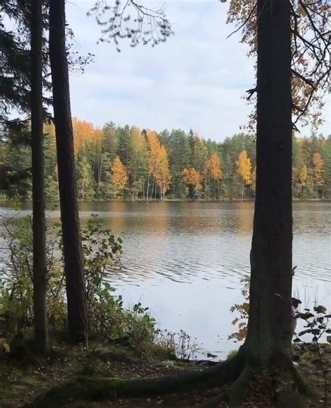 Романтика осенних прогулок в лесу