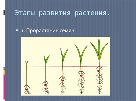 Рост и развитие растений благодаря картофельному отвару