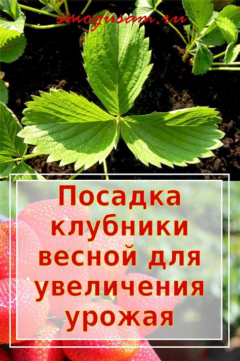 Садим клубнику весной: март-апрель