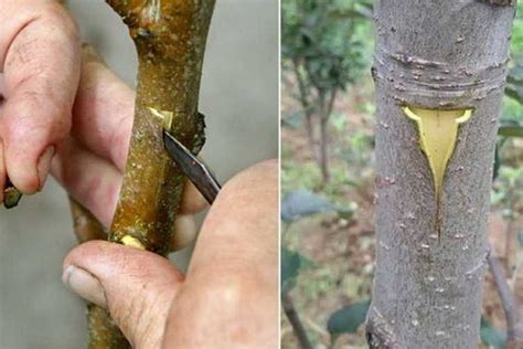 Самостоятельная прививка груши: основные рекомендации