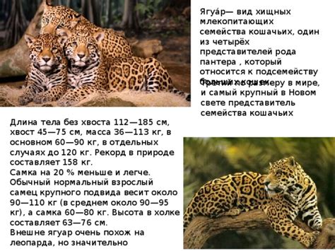 Самый крупный представитель семейства млекопитающих