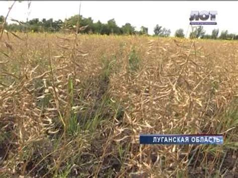 Сбор и использование урожая горчицы