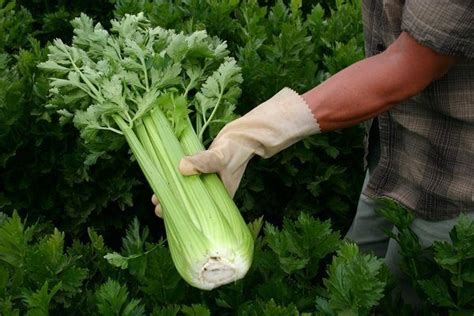 Сбор и хранение урожая сельдерея