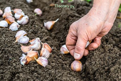 Сбор и хранение чеснока после посадки осенью