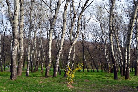 Сбор коры осины весной