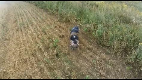 Своеобразная неприятность во сне, связанная с куропаткой