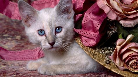 Связь с котятами