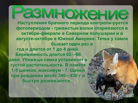 Сезонность брачного периода у кроликов