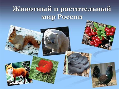 Сезонные изменения: влияние на животный и растительный мир