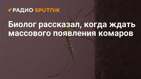 Сезонный характер появления комаров
